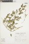 Salvia oppositiflora image