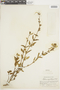 Salvia oppositiflora image