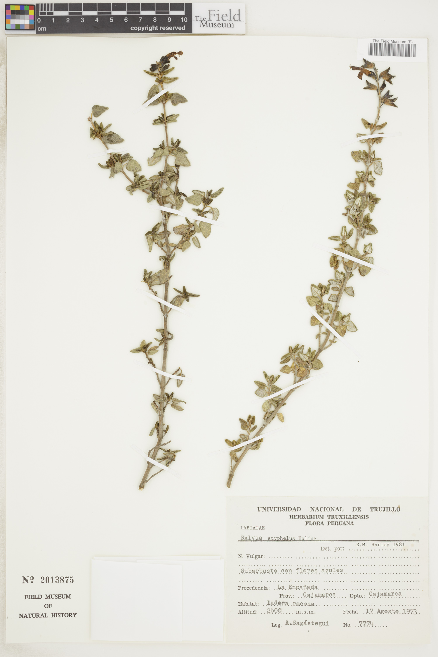 Salvia styphelus image