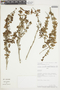Salvia styphelus image