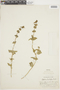 Salvia tafallae image