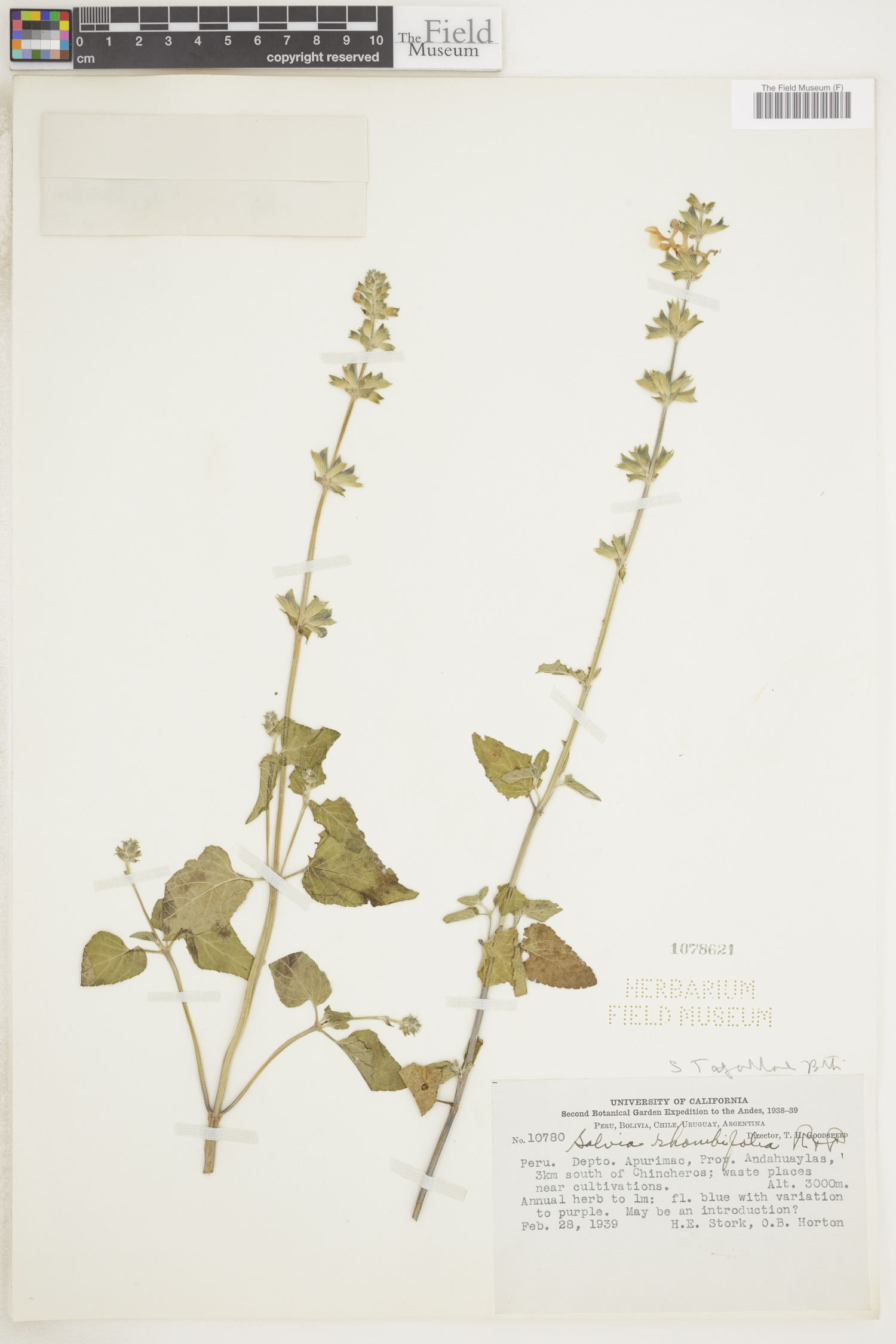 Salvia tafallae image