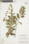 Salvia tomentella image