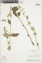 Salvia tomentella image