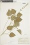 Salvia tiliifolia image