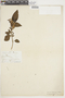 Salvia tortuosa image