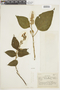 Salvia tortuosa image