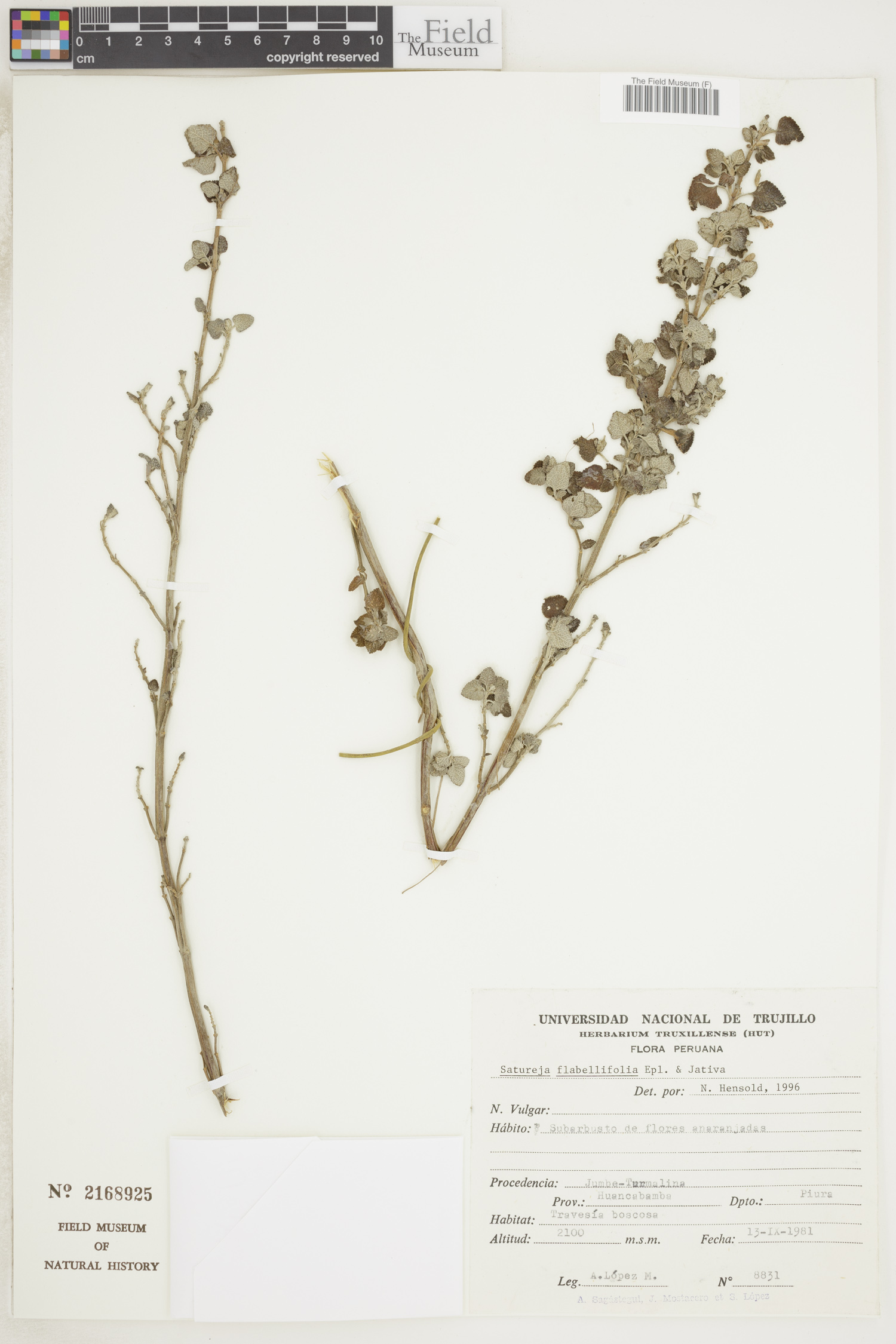 Clinopodium flabellifolium image