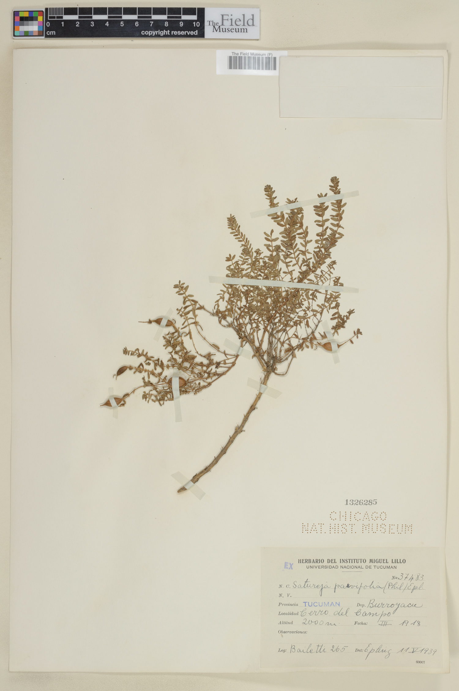 Satureja parvifolia image