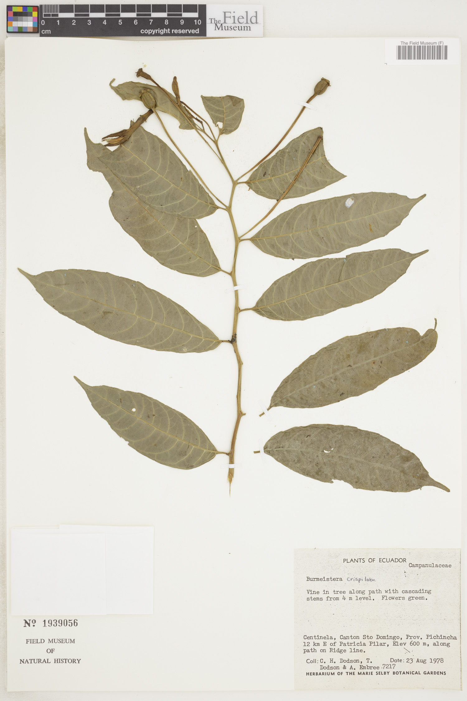 Burmeistera crispiloba image