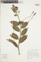 Burmeistera succulenta image