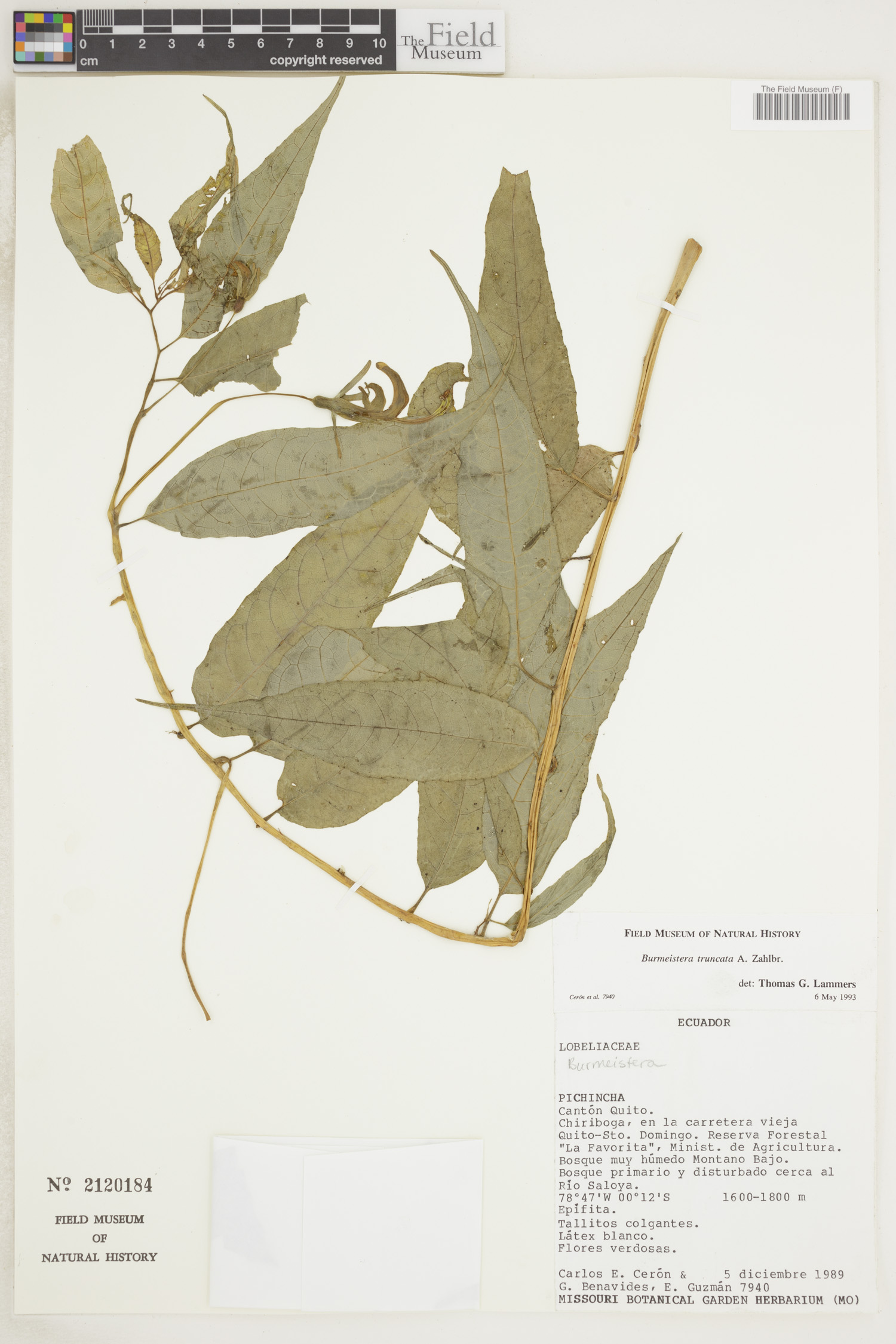 Burmeistera truncata image