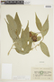 Burmeistera truncata image