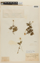 Blumenbachia insignis image