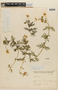 Blumenbachia insignis image