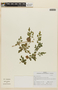 Blumenbachia latifolia image
