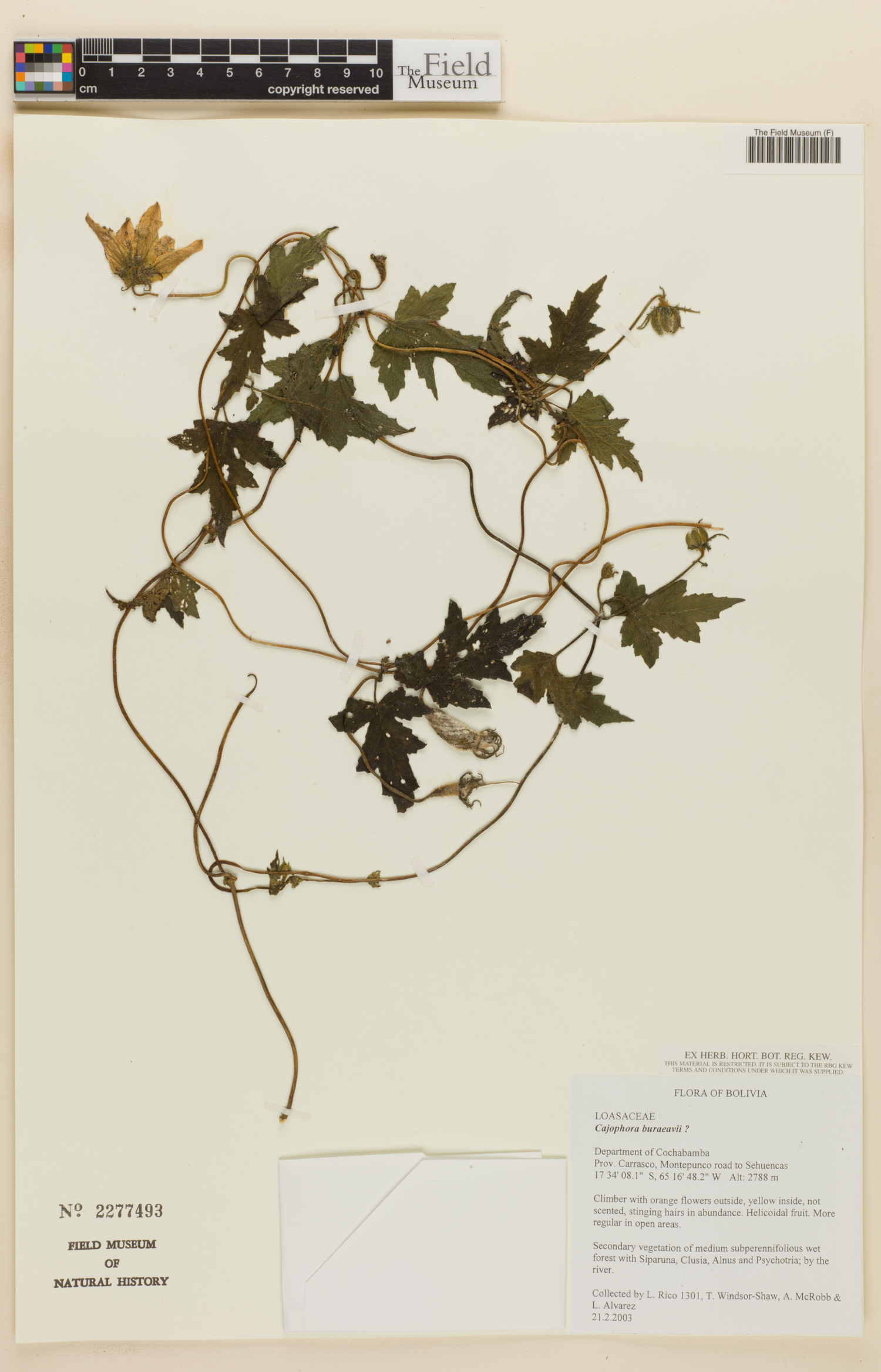Caiophora buraeavii image