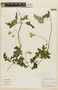 Caiophora carduifolia image