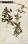 Caiophora carduifolia image