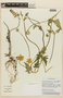 Caiophora cirsiifolia image