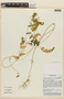 Caiophora cirsiifolia image
