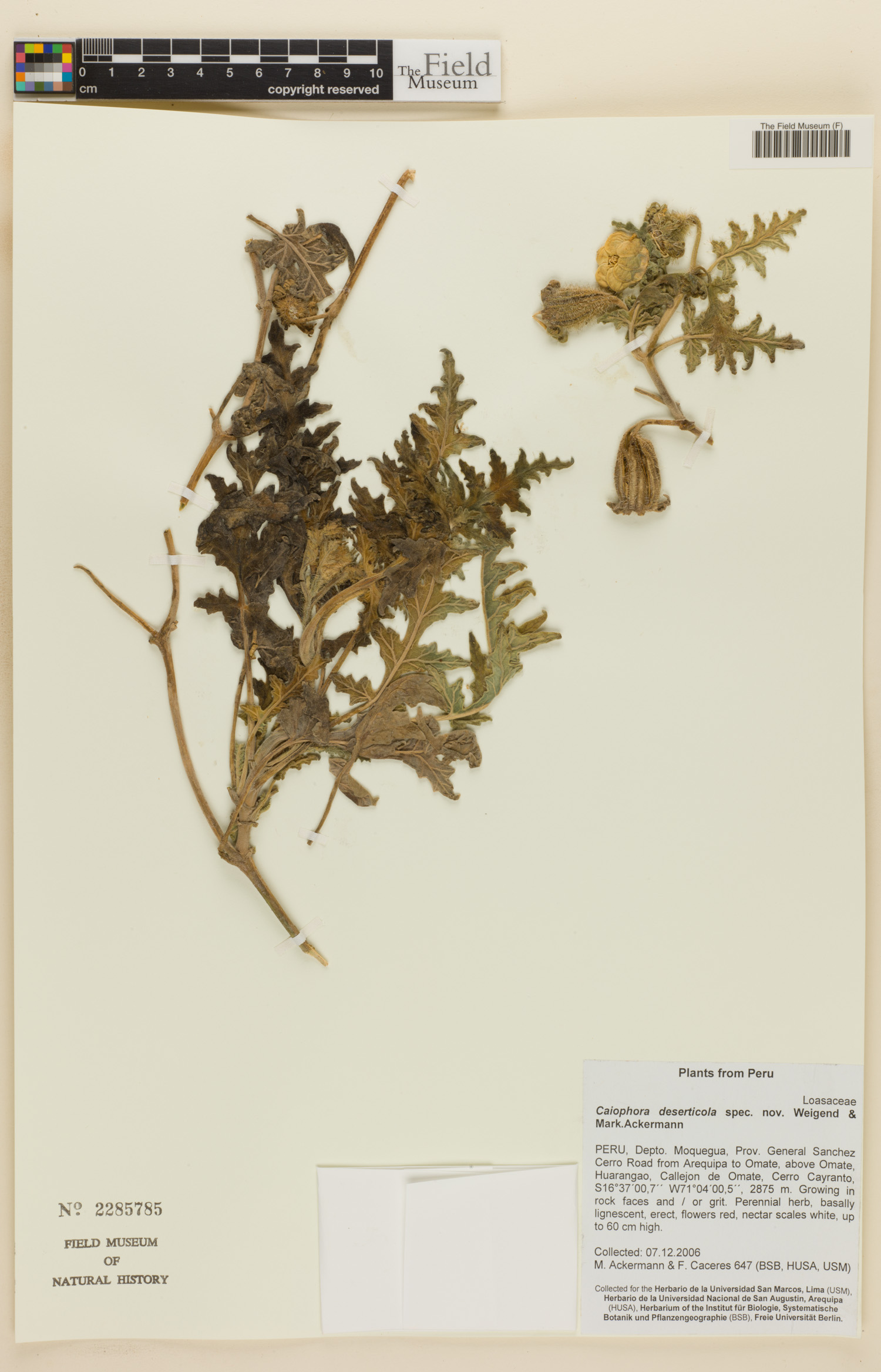 Caiophora deserticola image