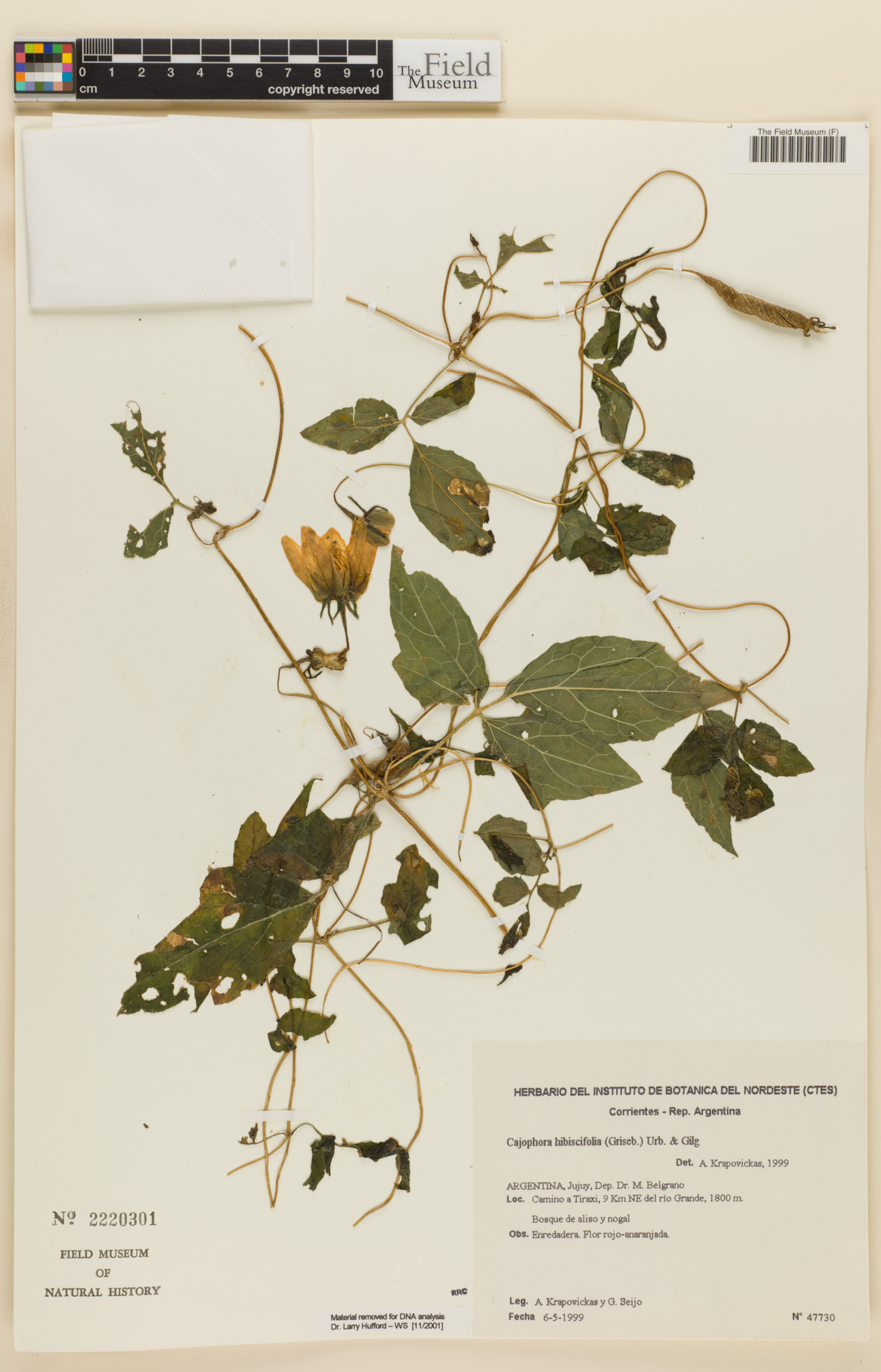 Caiophora hibiscifolia image