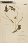 Caiophora hibiscifolia image