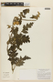 Caiophora macrantha image