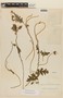 Caiophora pauciseta image