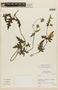 Caiophora pauciseta image