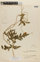 Caiophora pedicularifolia image
