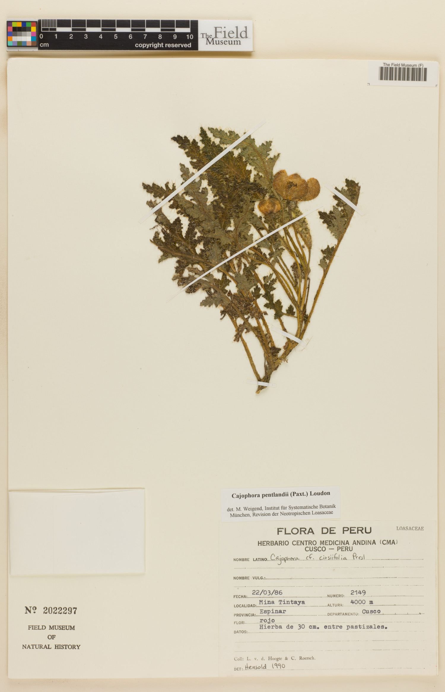 Caiophora pentlandii image