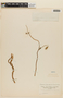 Caiophora pterosperma image