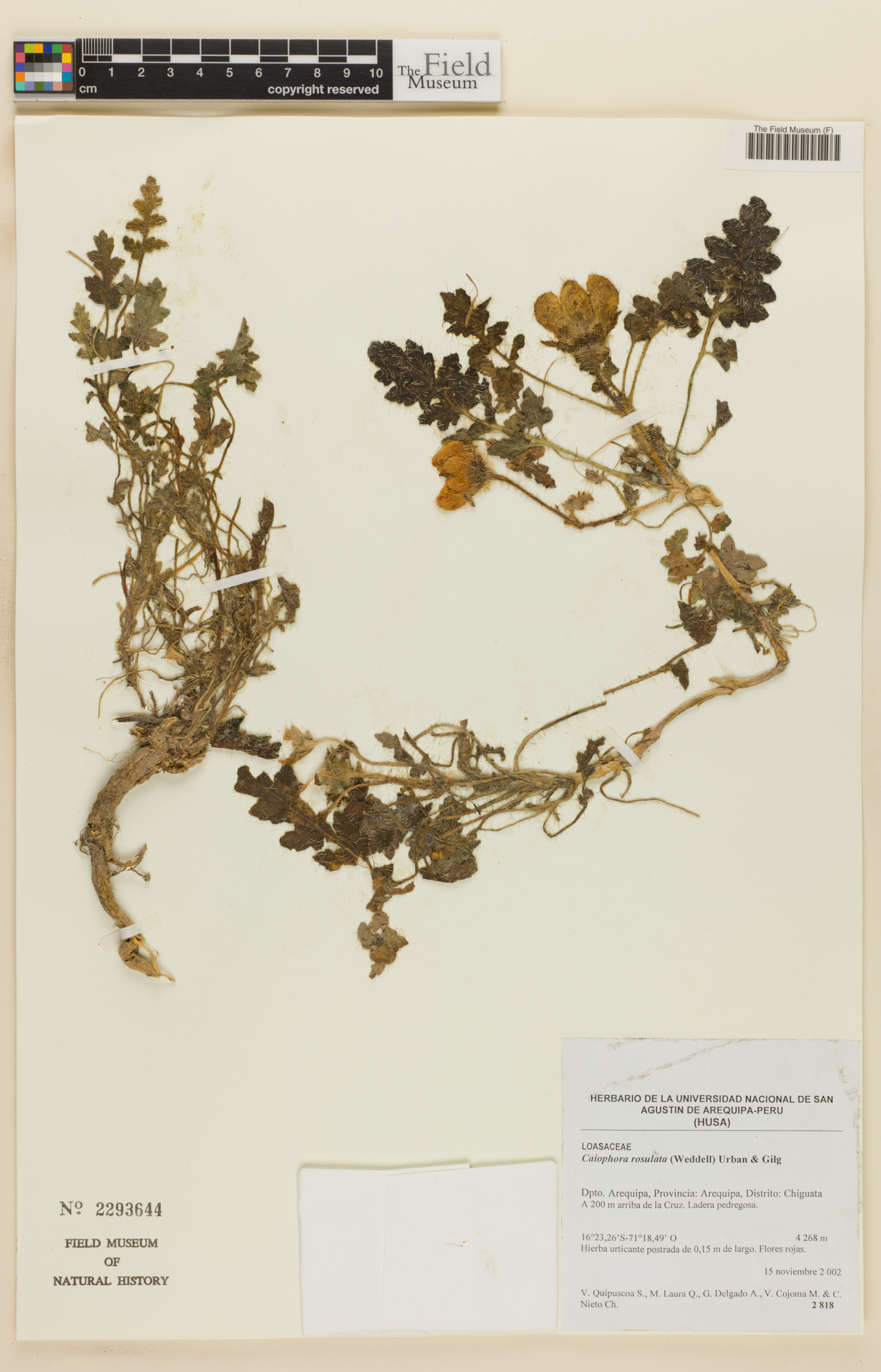 Caiophora rosulata image
