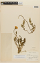 Caiophora rosulata image