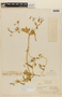 Blumenbachia silvestris image