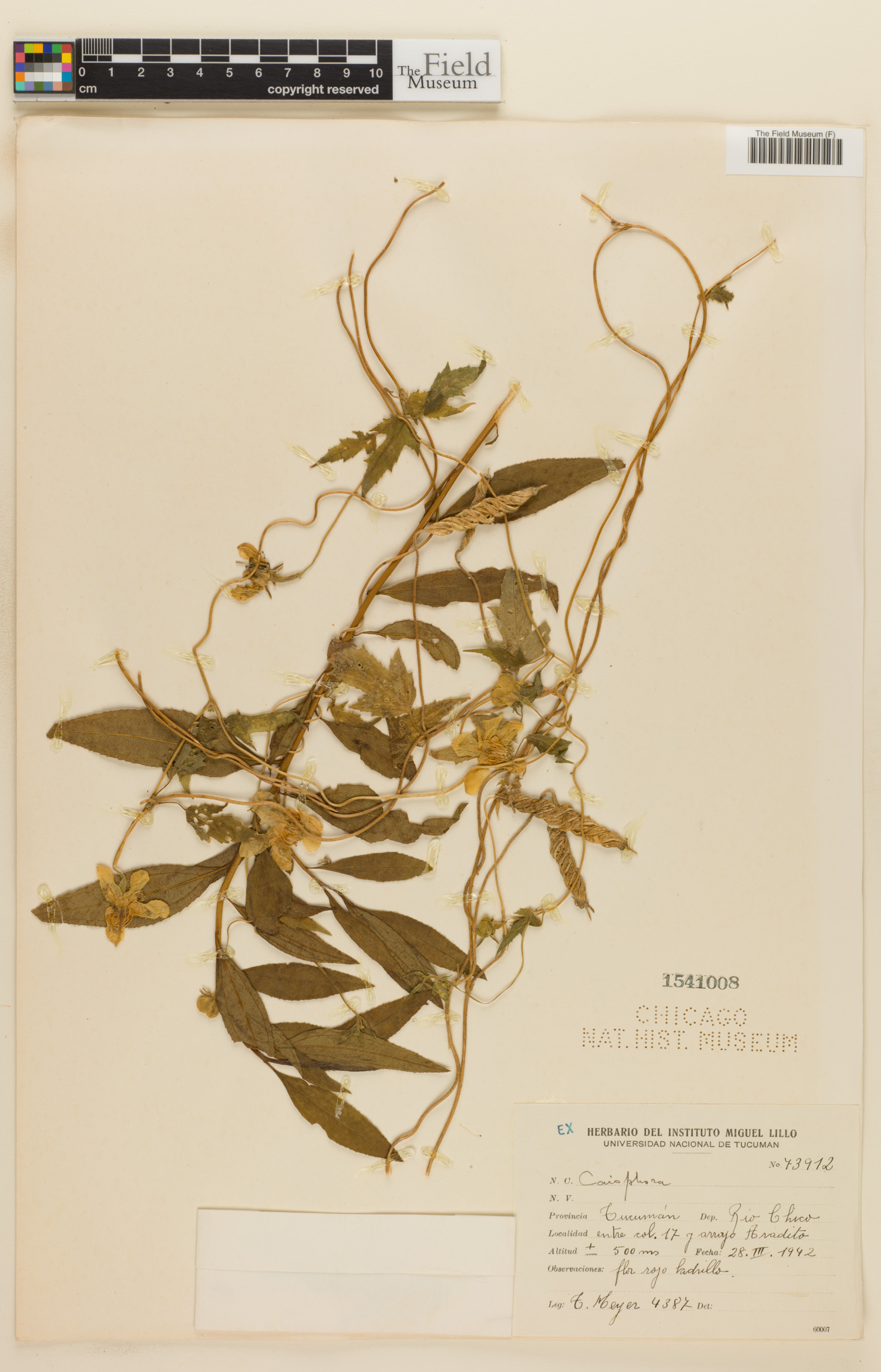 Caiophora lateritia image