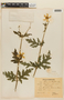 Loasa acanthifolia image