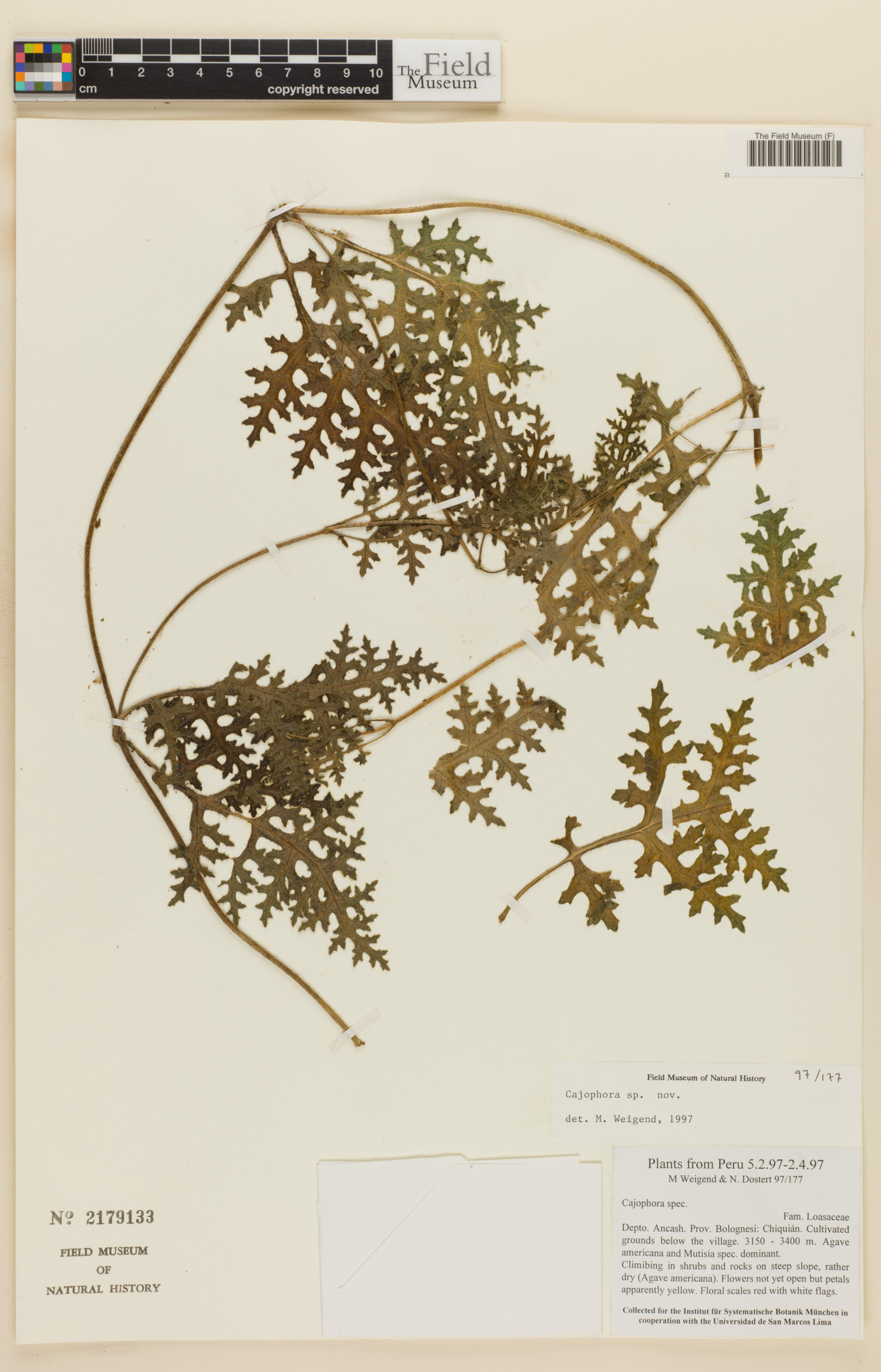 Caiophora dederichiorum image