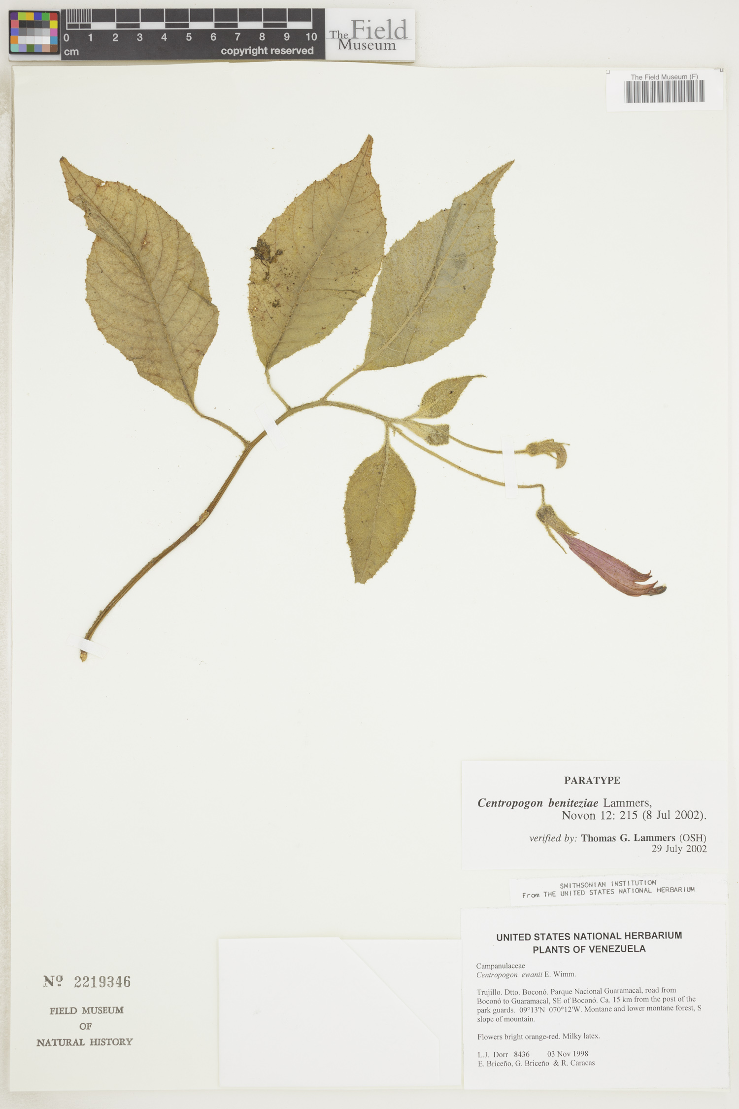 Centropogon beniteziae image