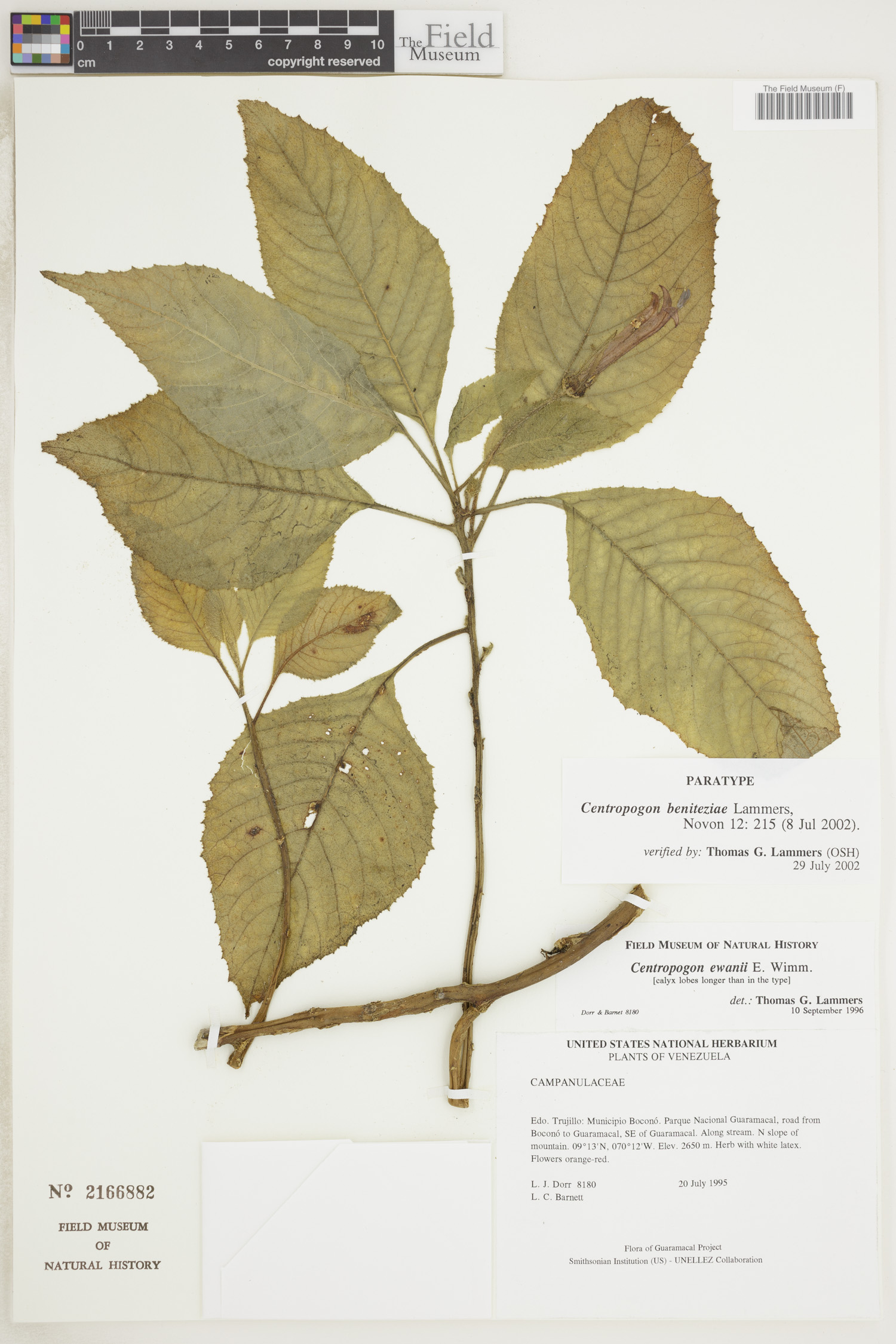 Centropogon beniteziae image