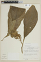 Centropogon capitatus image