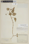 Centropogon carnosus image
