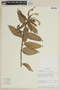 Centropogon cornutus image