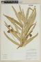 Centropogon cupreus image