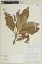 Centropogon dombeyanus image