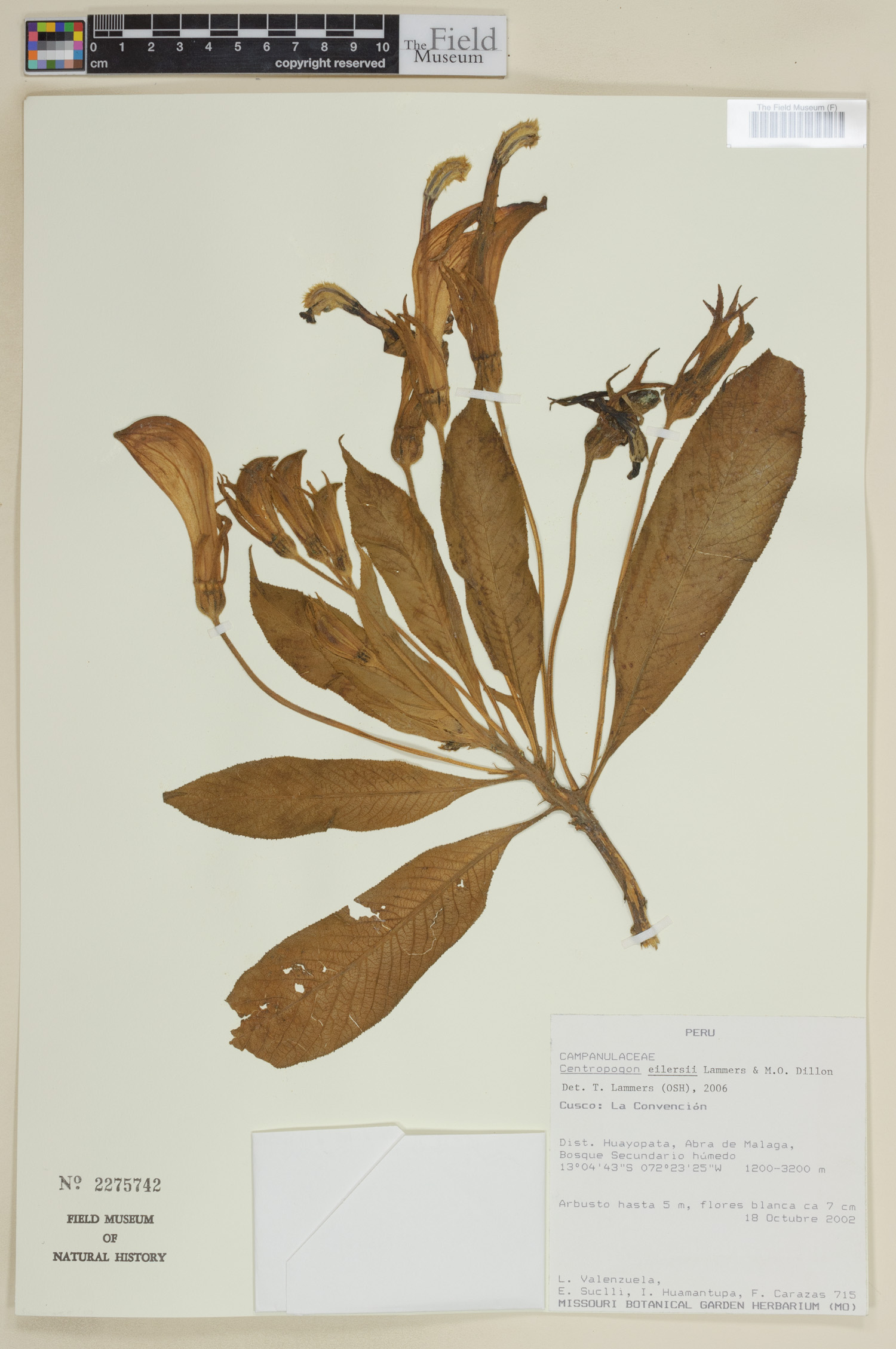 Centropogon eilersii image