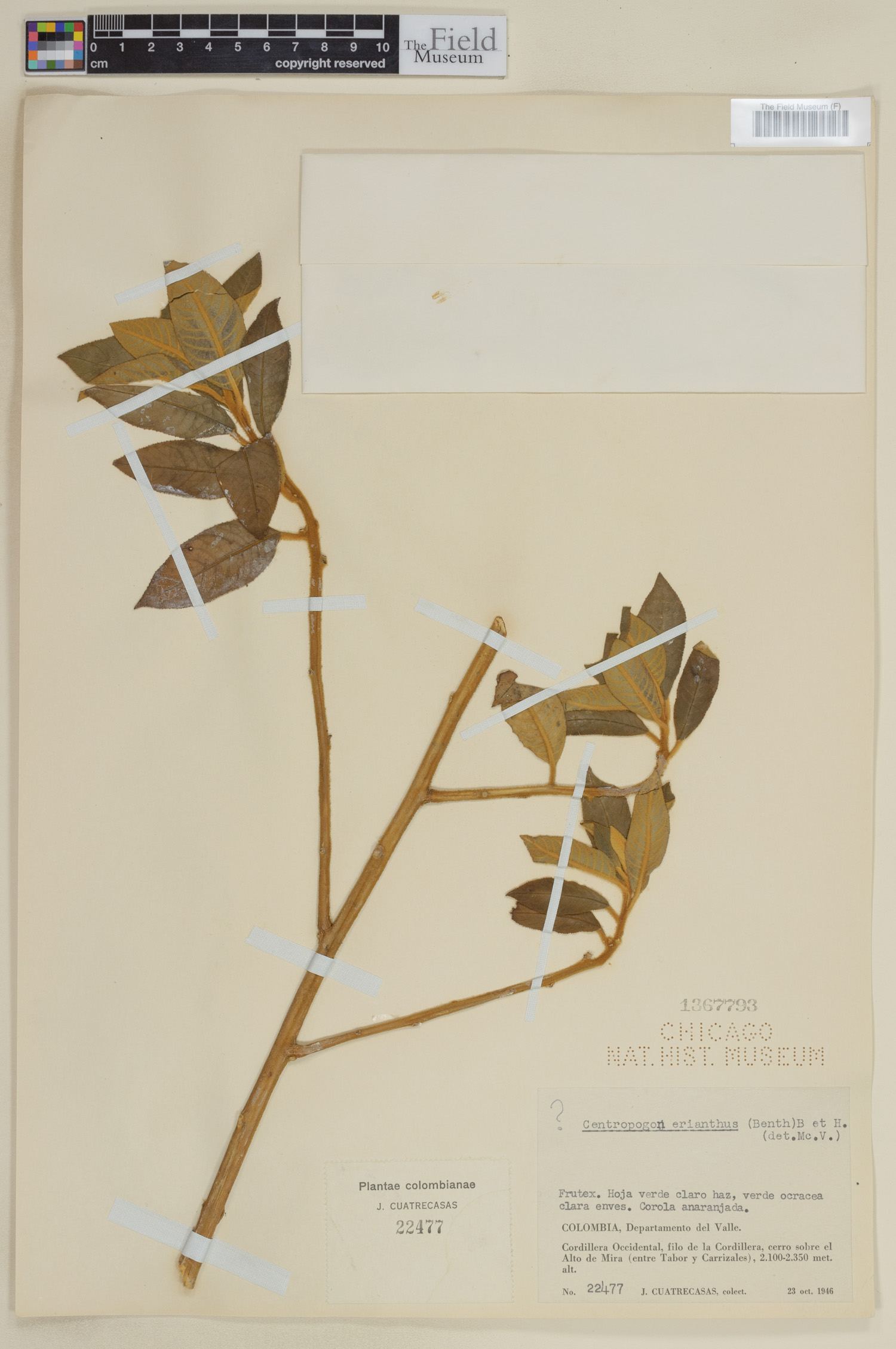 Centropogon erianthus image