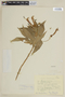 Centropogon featherstonei image